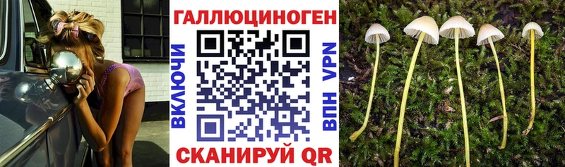 Псилоцибиновые грибы Cubensis  Нальчик 